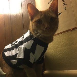 Pet friendly home 🏡